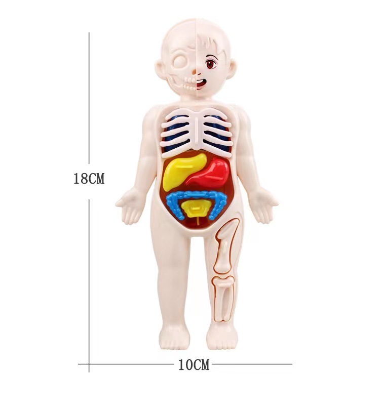 Human Body Puzzle - Montessori 3D Puzzle 14pcs Human Body