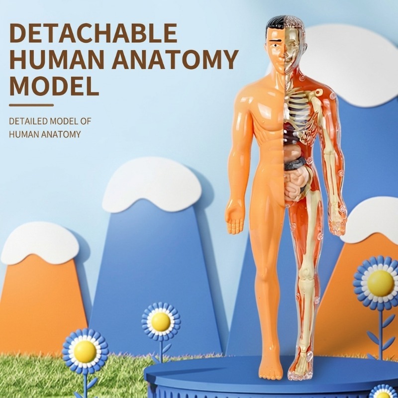 Human Body Puzzle - Primary School DIY Human Body Model