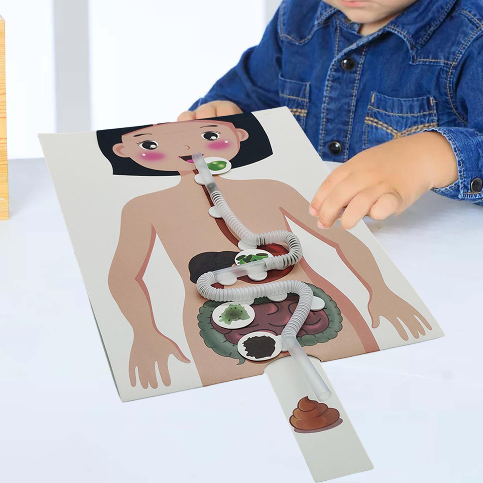 Human Body Puzzle - Human Digestive System Model, Human Body