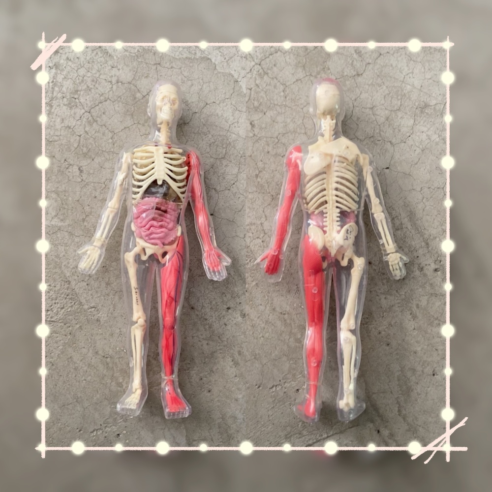 Human Body Puzzle - In Stock Default Defect Original Loose