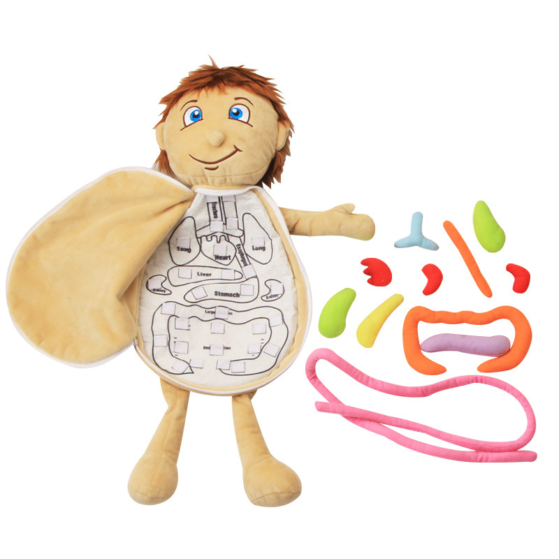 Human Viscera Cognitive Kid 3D - Human Body Puzzle ulasan dan harga