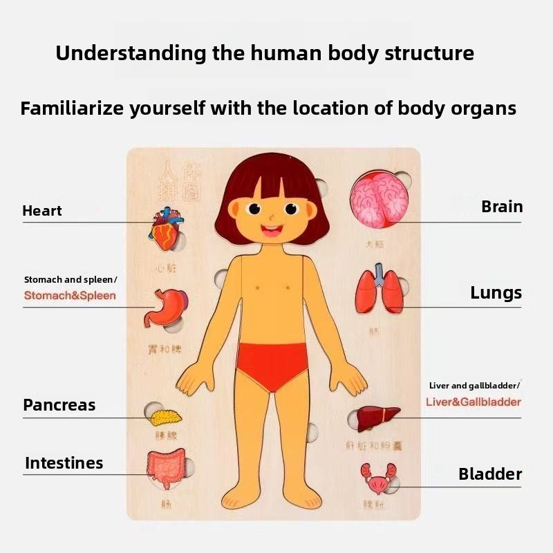 Montessori Puzzles Busy Board  - Human Body Puzzle ulasan dan harga