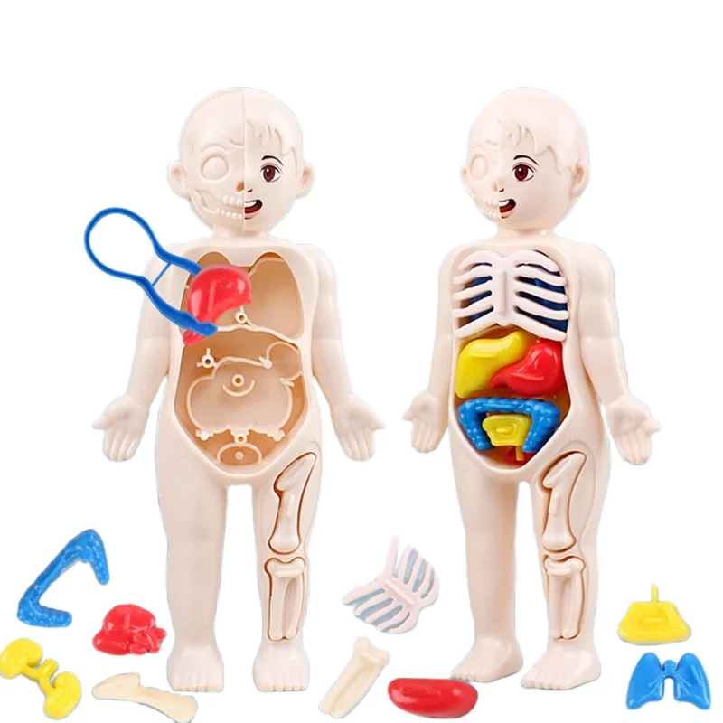 Montessori 3D Puzzle 14pcs Hum - Human Body Puzzle ulasan dan harga