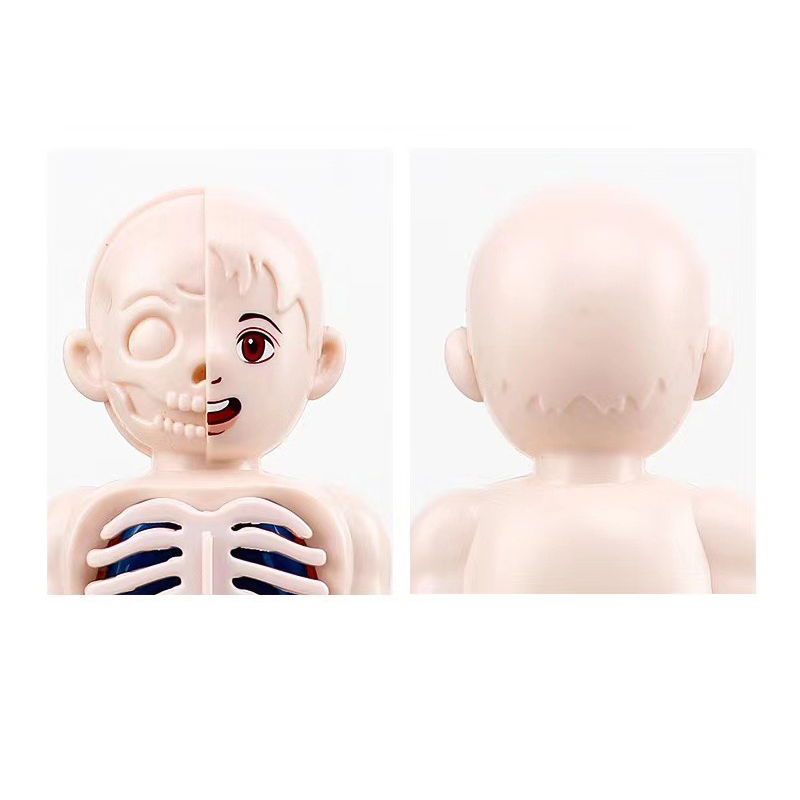 Montessori 3D Puzzle 14pcs Hum - Human Body Puzzle ulasan dan harga