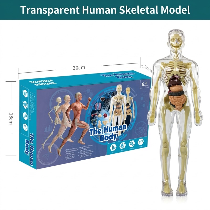 Primary School DIY Human Body  - Human Body Puzzle ulasan dan harga