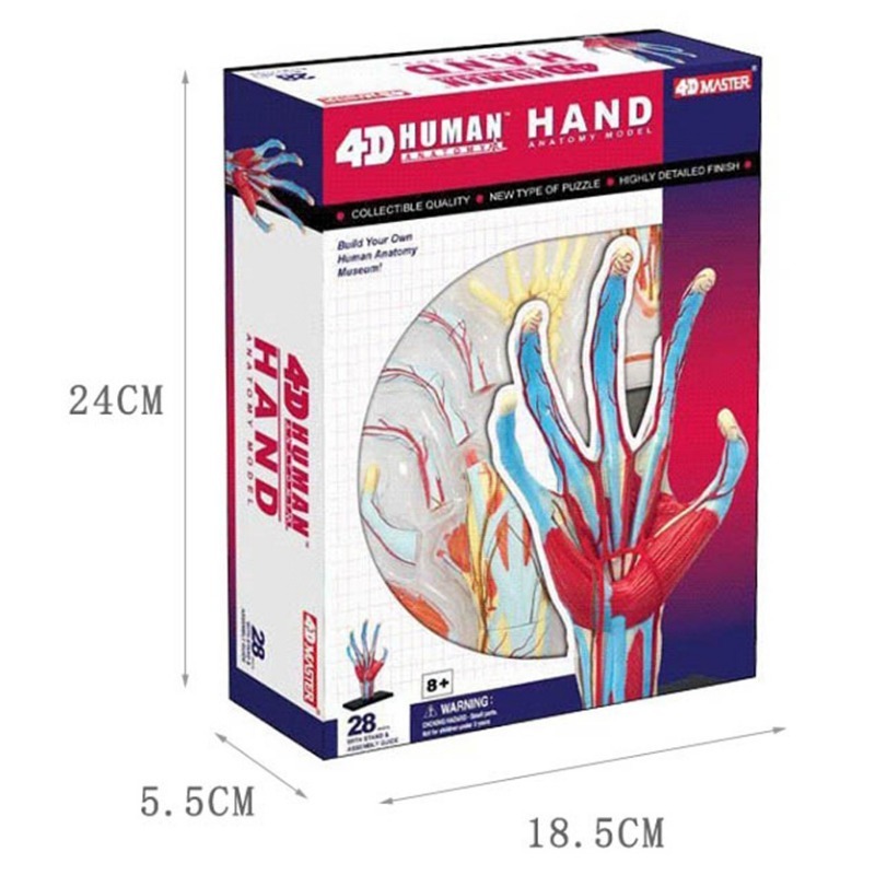 4d Master Human Hand Bone musc - Human Body Puzzle ulasan dan harga