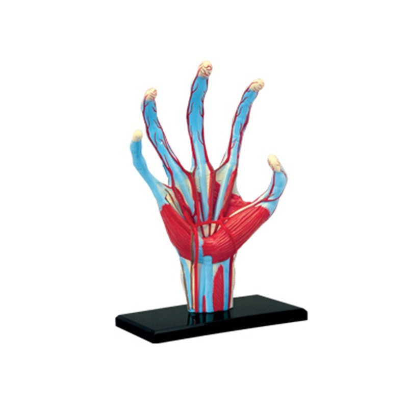 4d Master Human Hand Bone musc - Human Body Puzzle ulasan dan harga
