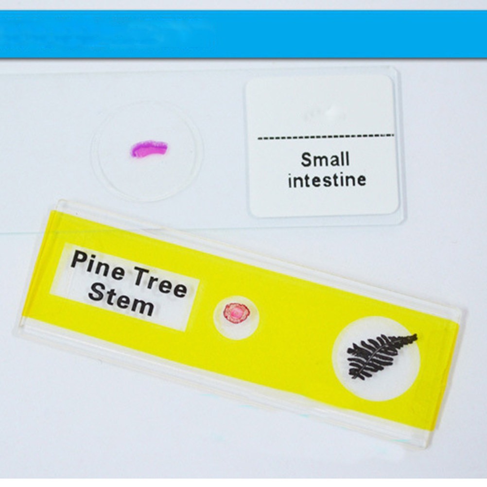12Pcs Plastic Microscope Slide - Kids Education Level ulasan dan harga