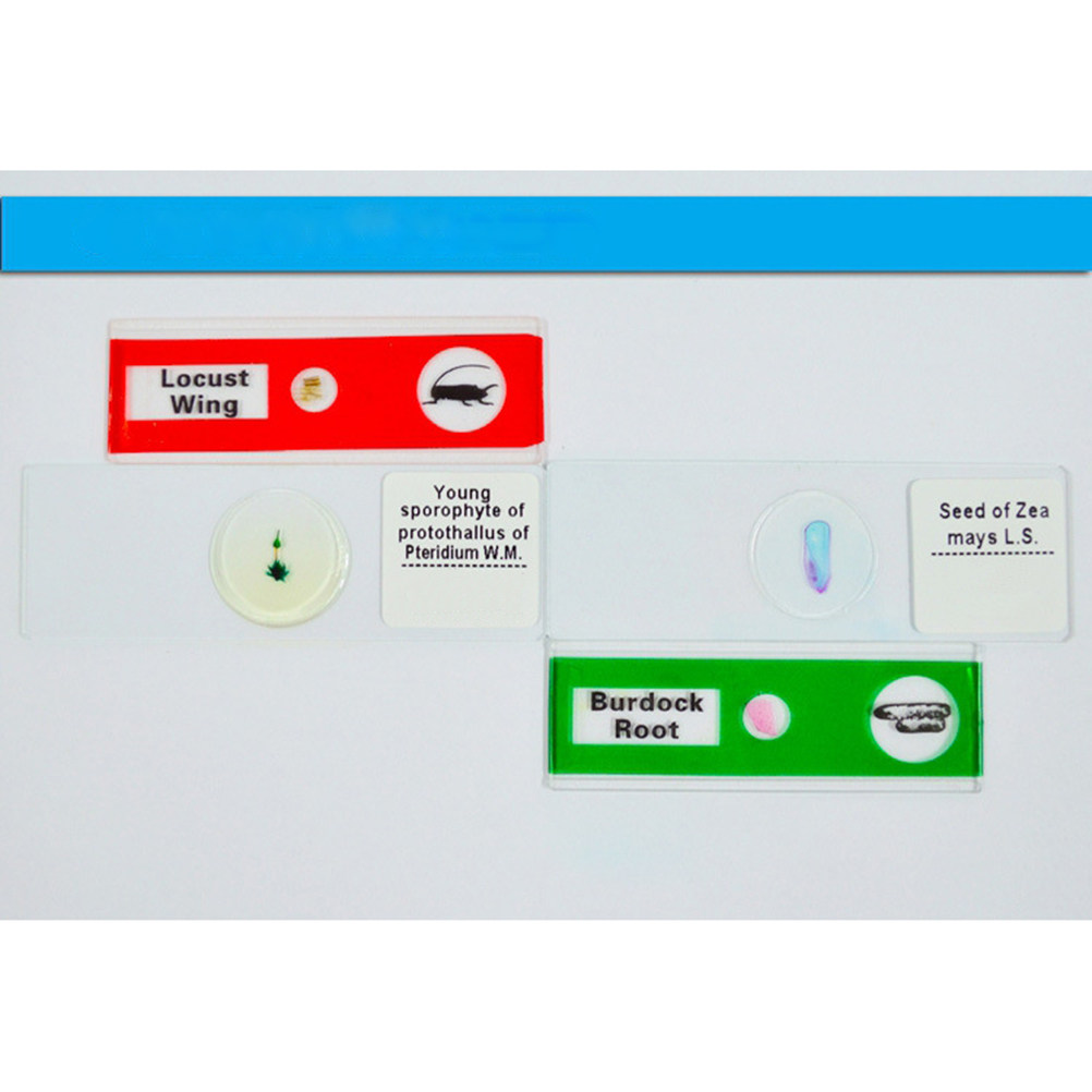 12Pcs Plastic Microscope Slide - Kids Education Level ulasan dan harga