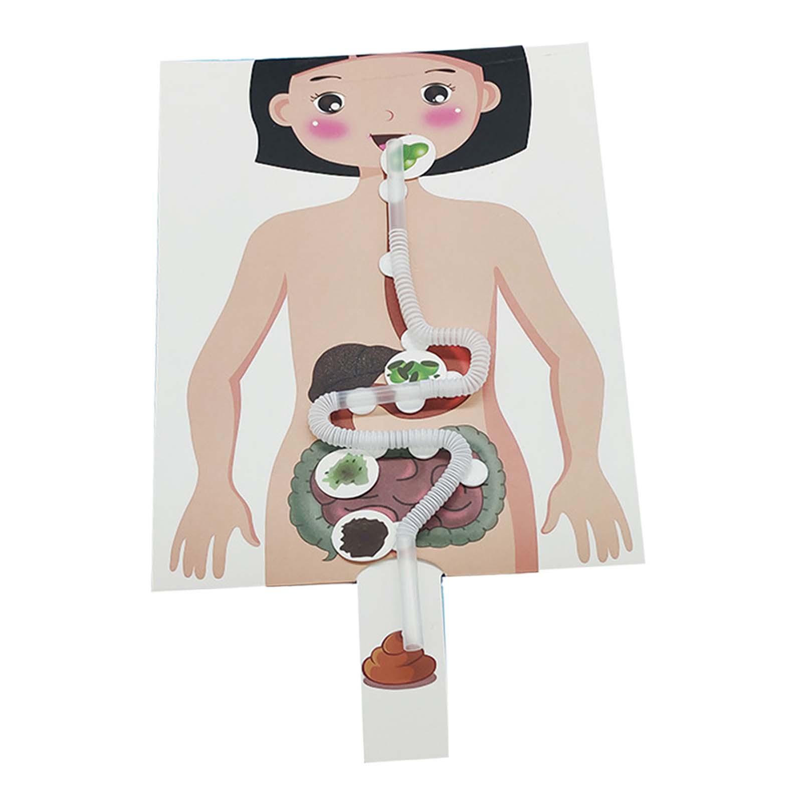 Human Digestive System Model,  - Human Body Puzzle ulasan dan harga