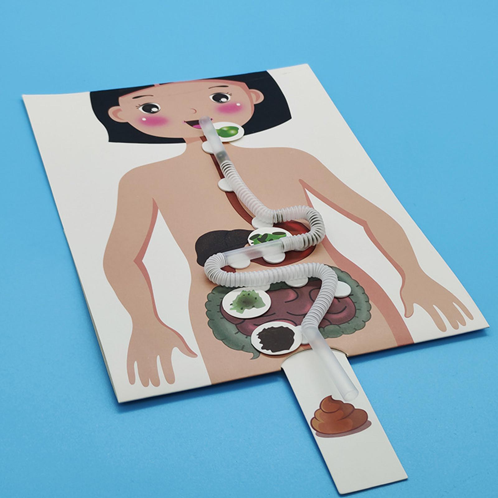 Human Digestive System Model,  - Human Body Puzzle ulasan dan harga