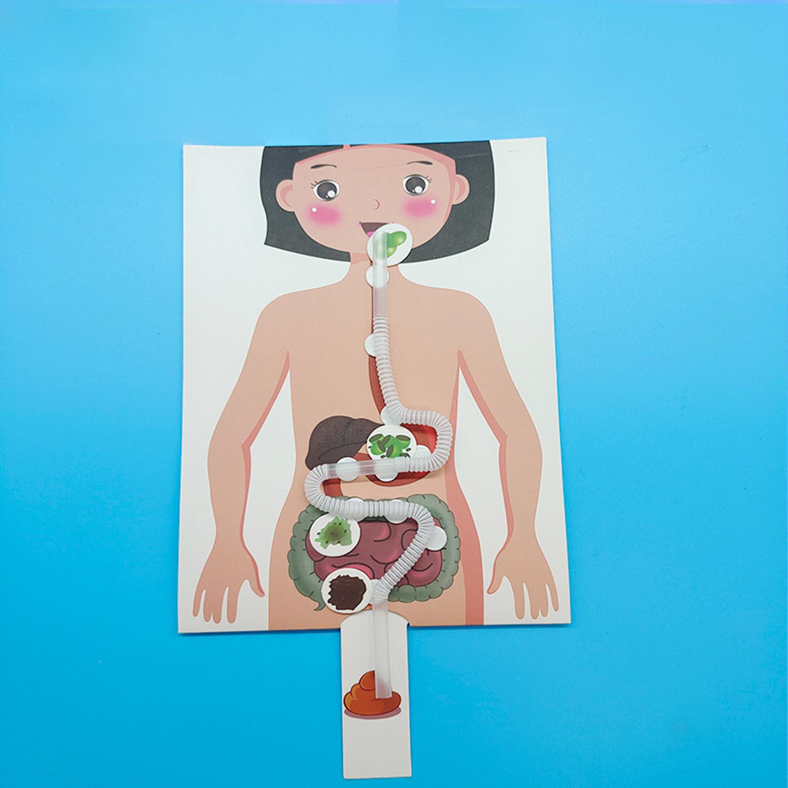 Human Digestive System Model,  - Human Body Puzzle ulasan dan harga