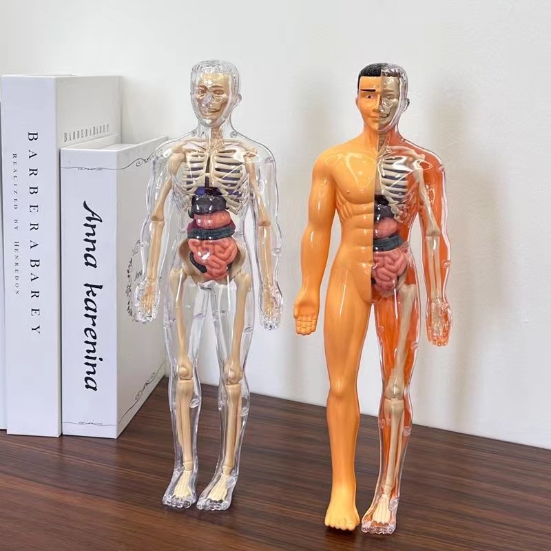 3D Human Body Torso Model for  - Human Body Puzzle ulasan dan harga