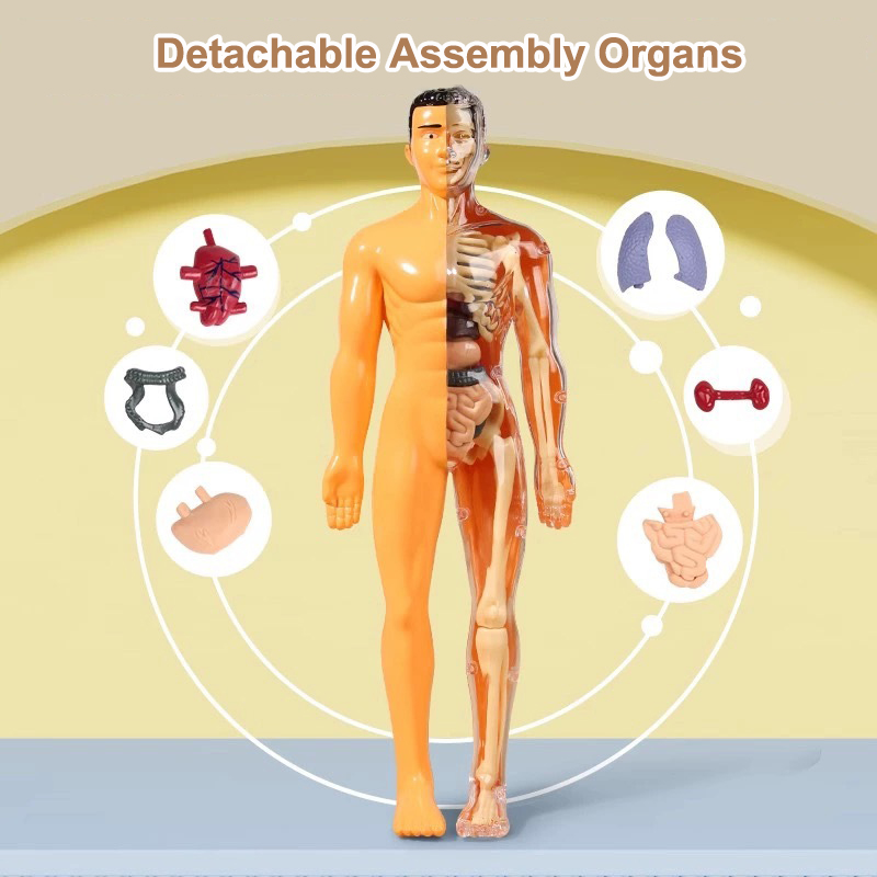 3D Human Torso Model Children' - Human Body Puzzle ulasan dan harga